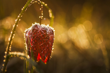Fritillaria