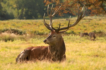 Naklejka na ściany i meble Sunbathing stag deer in the autumn sunshine