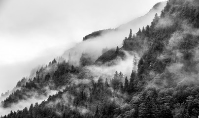 Mountains top with pine tree with fog in black and white - 173527890