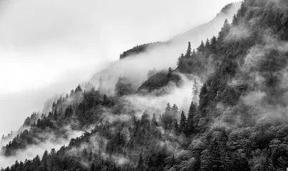 Zelfklevend Fotobehang Mountains top with pine tree with fog in black and white © chaolik