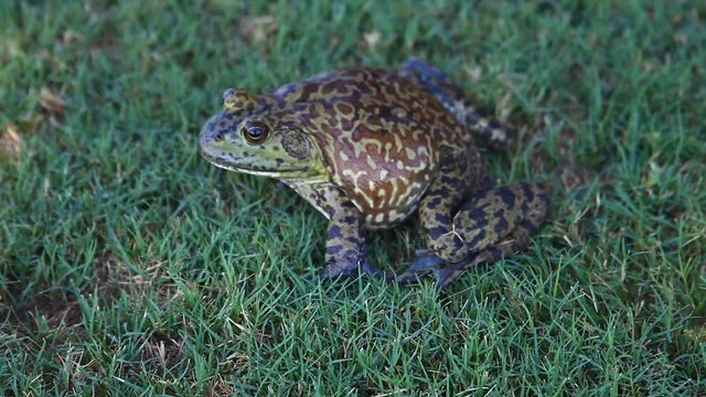 Bullfrog in grass