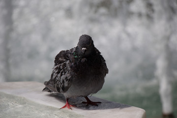 City pigeon by the side of  fountain