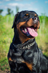 portrait of a dog of breed a rottweiler on walking