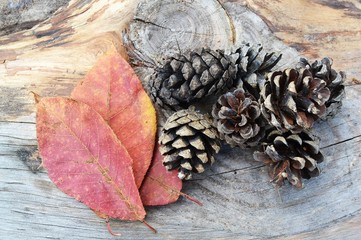 pine cone