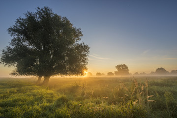 Obraz premium beautiful fairytale sunrise over a foggy meadow