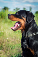 big dog of breed a Rottweiler with an open mouth