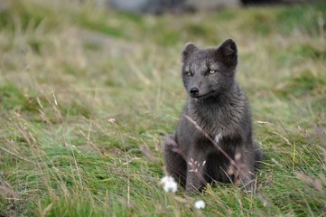 young puppy of arctic fox captured in northern iceland in late summer - 173529606