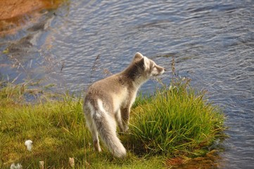 young puppy of arctic fox captured in northern iceland in late summer - 173529623