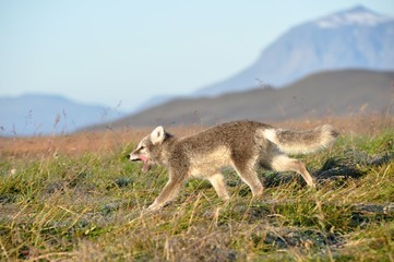 young puppy of arctic fox captured in northern iceland in late summer - 173529638
