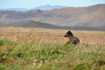 young puppy of arctic fox captured in northern iceland in late summer - 173529648