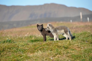 young puppy of arctic fox captured in northern iceland in late summer - 173529662