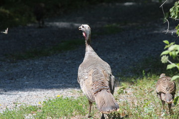 Wild Turkey walking on a country laneway.  