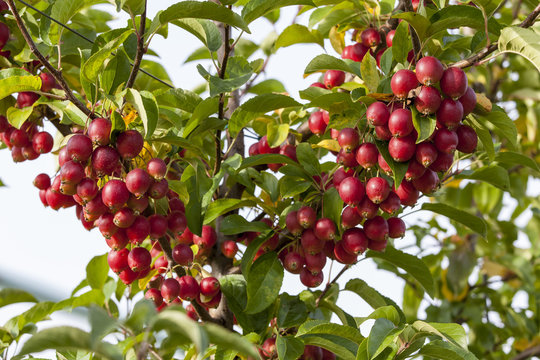 France. Tarn Et Garonne, Pommier Pollinisateur Evereste