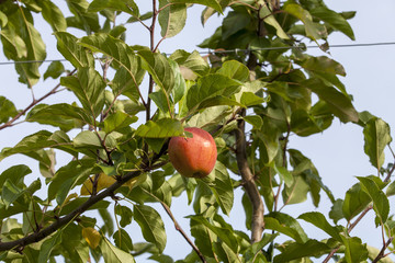 France. Tarn et Garonne, Pommes Fuji