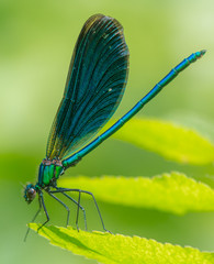 Banded demoiselle