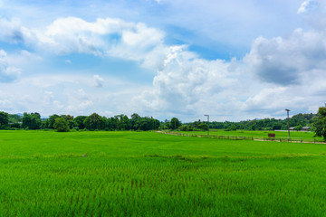 panorama of thai rice green fields with blue sky and clouds in countryside.