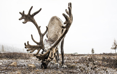 reindeer in a snow in Northern Mongolia