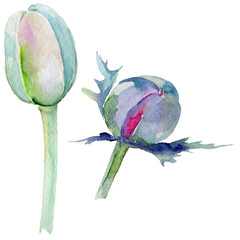 Wildflower poppy flower in a watercolor style isolated. Full name of the plant: red poppy. Aquarelle wild flower for background, texture, wrapper pattern, frame or border.