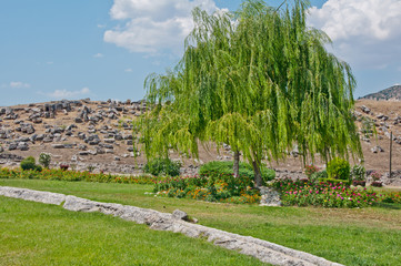 Weeping willow tree in the public park, ruins of antique town Hierapolis , Turkey on sunny summer day