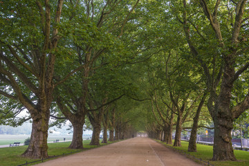 Fototapeta na wymiar avenue of plane trees in the morning park