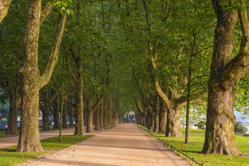 Fototapeta premium avenue of plane trees in the morning park