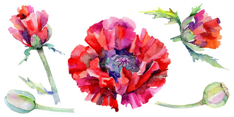 Wildflower poppy flower in a watercolor style isolated. Full name of the plant: red poppy. Aquarelle wild flower for background, texture, wrapper pattern, frame or border.