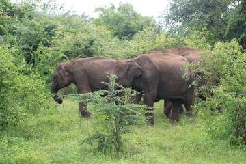 Fototapeta premium Sri Lanka