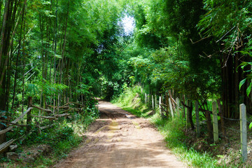 dirt and muddy rural road during a jungle trip through bamboo forest in village at countryside after the rain.