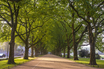 avenue of plane trees in the morning park