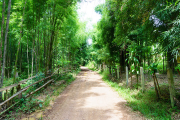 dirt and muddy rural road during a jungle trip through bamboo forest in village at countryside after the rain.