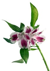 pretty flower of peruvian lily alstroemeria