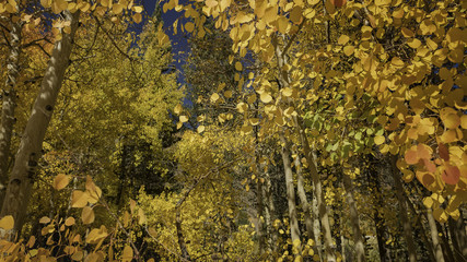 Yellow Aspens in Autumn Near North Lake, Sierra Nevada