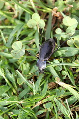 Ein blauvioletter Laufkäfer auf dem Grad (Carabus problematicus)
