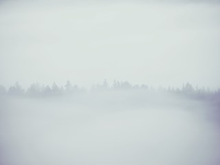 View into misty valley. High trees and rocky peaks increased from thick fog.  The first sun rays