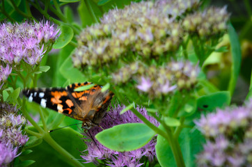 Painted Lady Butterfly on Sedum Flower