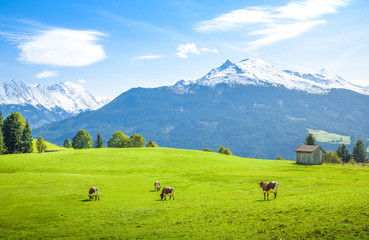 Fototapeta na wymiar Idyllic alpine scenery, cows grazing on meadow, Salzburg, Pinzgau