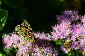 Painted Lady Butterfly with bee on Sedum Flowers