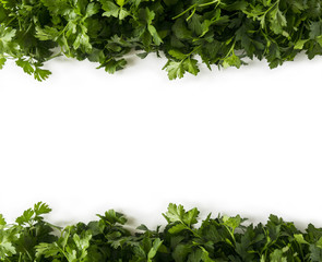 Background of parsley. Parsley at border of image with copy space for text. Top view. Ripe parsley close-up.