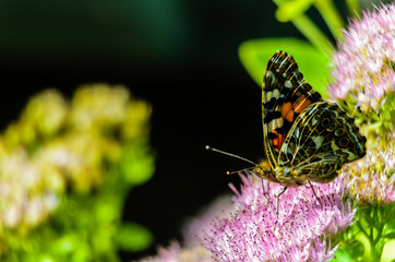 Painted Lady Butterfly on Sedum Flower