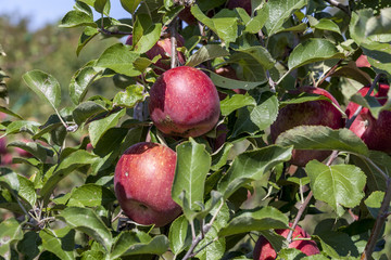 France. Tarn et Garonne, Pommes Fuji