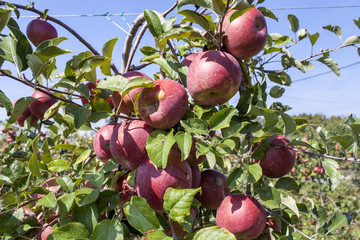 France. Tarn et Garonne, Pommes Fuji