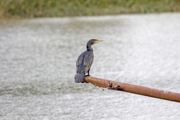 Bords de Loire, nature, ciel, oiseux