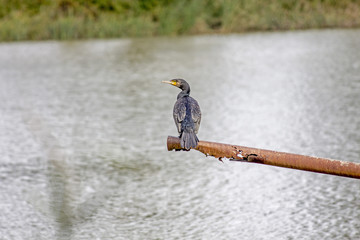 Bords de Loire, nature, ciel, oiseux