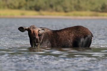 Moose Feeding in Pond in Glacier National Park in Montana 