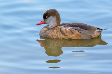 Red crested pochard