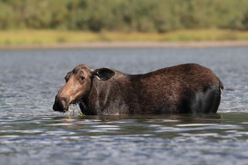 Moose Feeding in Pond in Glacier National Park in Montana 
