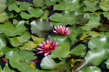 Lily pad