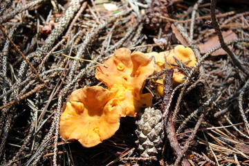 Frischer Pfifferling (Frisches Eierschwammerl) auf dem Waldboden