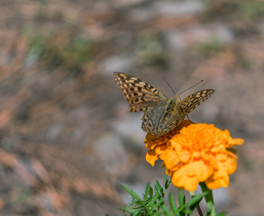beautiful butterfly on yellow flower.