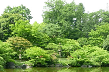 Green plants, pond with reflection in Japanese zen garden